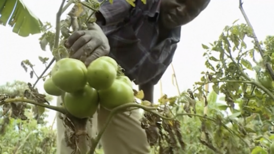 Ouganda : Le phénomène El Niño aggrave la sécheresse et les risques d&rsquo;inondations, menace la sécurité alimentaire